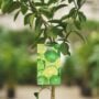 Lime Tree – Persian – #5 Container
